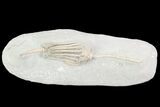 Crinoid (Macrocrinus) Fossil - Crawfordsville, Indiana #87972-1